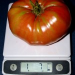 German Johnson Heirloom Tomato at 1840 Farm