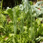OnionsLettuce