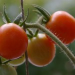 IsisCandyCherry