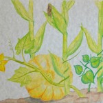 Three Sisters Garden