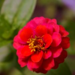 Heirloom Zinnia in the Garden at 1840 Farm